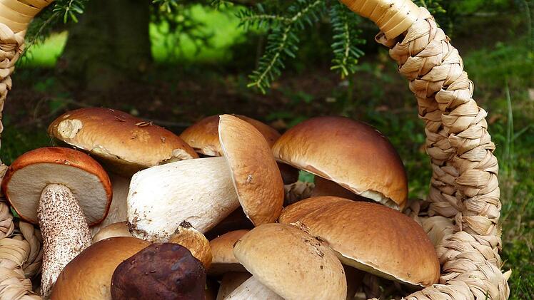 Viele Pilzsorten haben im frühen Herbst Saison.