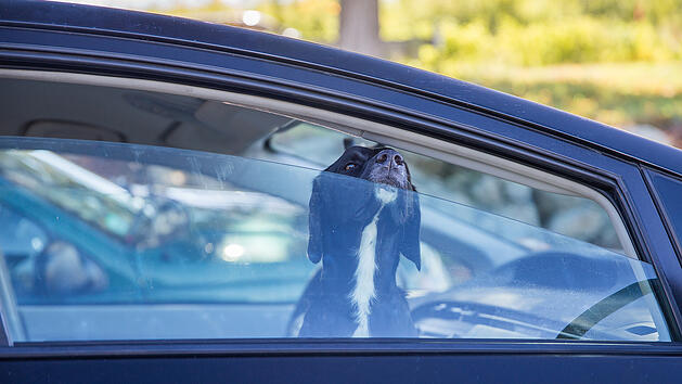 Symbolbild: Hund in Auto