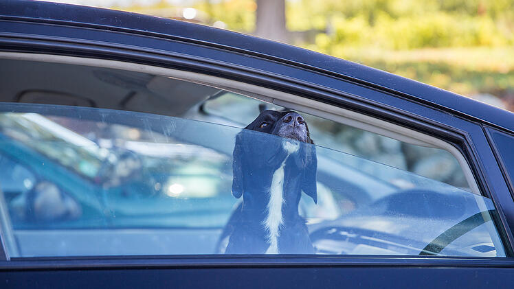 Symbolbild: Hund in Auto