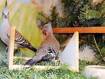 Eine Schopftaube kennen nur wenige Besucher.  Foto: Andreas Lomb