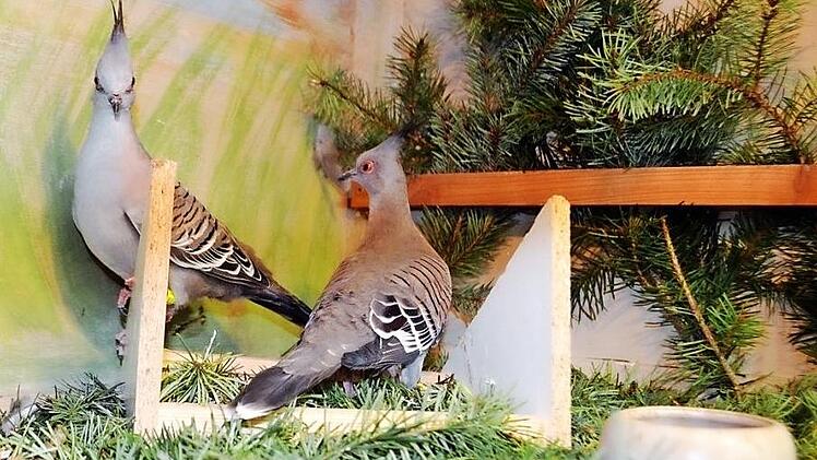 Eine Schopftaube kennen nur wenige Besucher.  Foto: Andreas Lomb