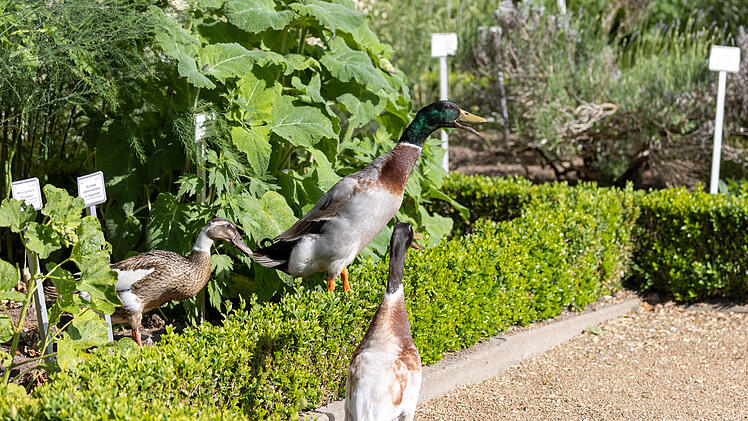 Enten jagen Schnecken im Ansbacher Hofgarten