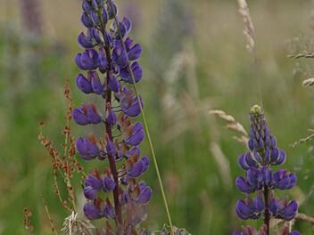 Die Lupine: Schön fürs Auge, aber eine Gefahr für die Artenvielfalt.  Foto: Ulrike Müller/Archiv