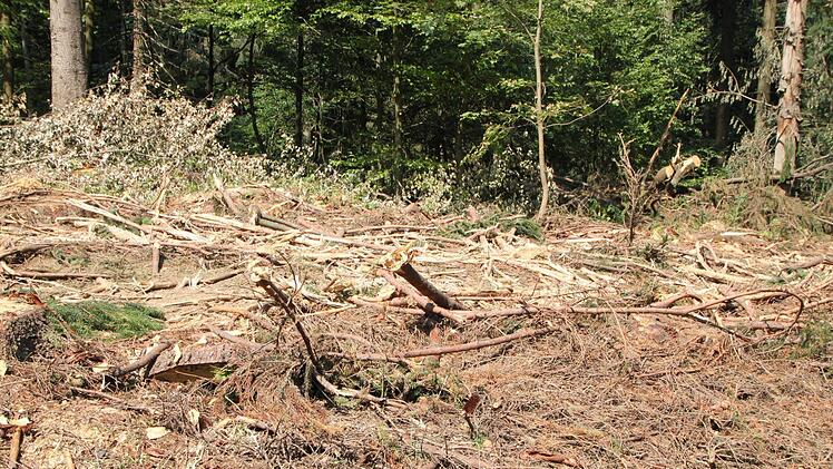 In den Schwarzen Bergen liegen gefällte Fichten am Boden. Foto: Ulrike Müller