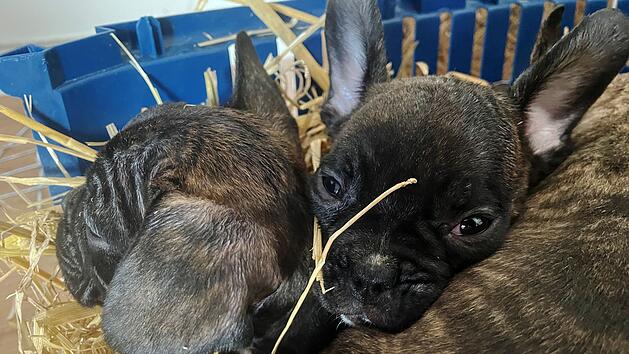 Illegaler Welpenhandel