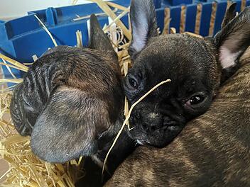 Illegaler Welpenhandel