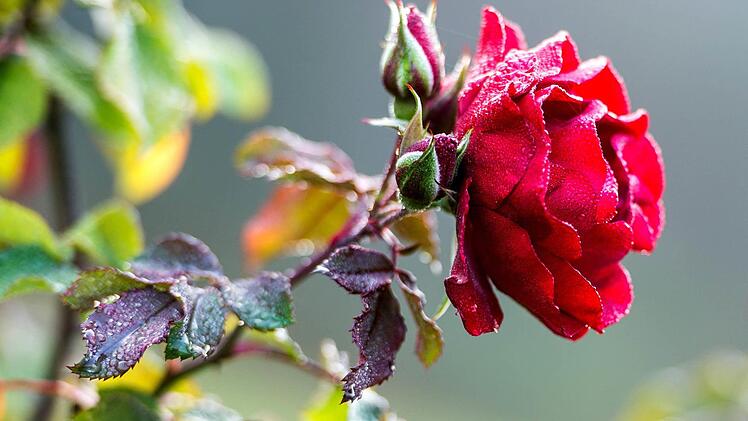 Rose. Foto: Alexander Heinl/dpa