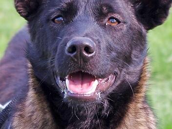 Der Mischling "Tuky" Foto: Tierheim