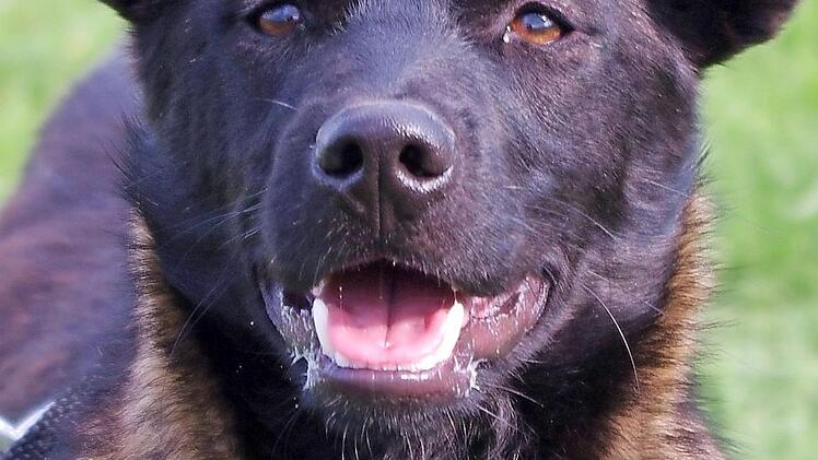 Der Mischling "Tuky" Foto: Tierheim