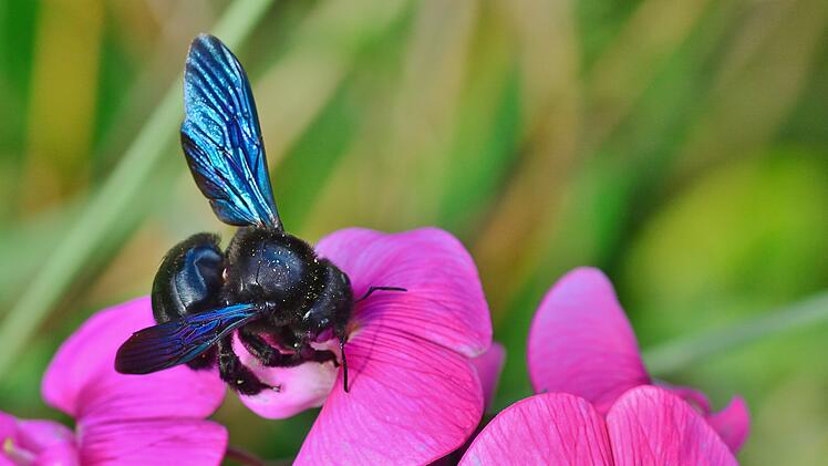 Blaue Holzbiene