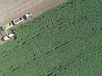 Die EU-Agrarpolitik soll grüner werden. Die EU-Staaten haben sich nun darauf geeinigt, wie das ihrer Meinung nach gelingen soll. Foto: Patrcik Pleul, dpa