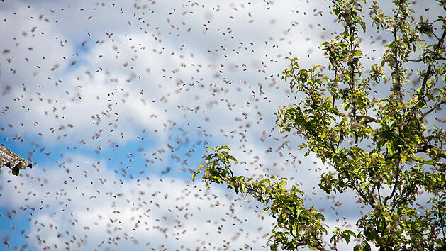 A young swarm of bees flew in and flew into the hive. Numerous bees are circling in the sky.