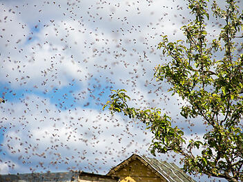 A young swarm of bees flew in and flew into the hive. Numerous bees are circling in the sky.