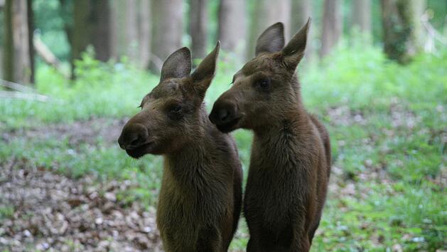 Die Elchzwillinge Helga und Amelie. Foto: pr
