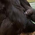 Gorilla Tiergarten Nürnberg