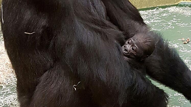 Gorilla Tiergarten Nürnberg