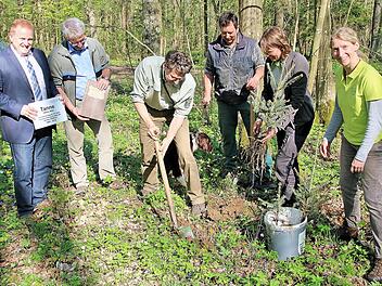 Ein "nachwachsendes Denkmal" mit zehn Tannen-Setzlingen pflanzten Bürgermeister Matthias Klement, Forstoberrat Armin Otter, Forstdirektor Hubert Türich, Forstwirt Thomas Klopf und die beiden Försterinnen Hannah Severin und Ute Kerschbaum.  Dieter Britz