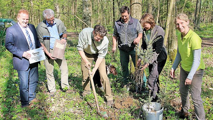 Ein "nachwachsendes Denkmal" mit zehn Tannen-Setzlingen pflanzten Bürgermeister Matthias Klement, Forstoberrat Armin Otter, Forstdirektor Hubert Türich, Forstwirt Thomas Klopf und die beiden Försterinnen Hannah Severin und Ute Kerschbaum.  Dieter Britz