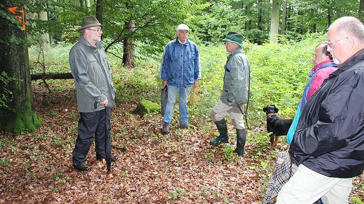 Grenzfall: Der Pfeil am Baum markiert die Trennlinie zwischen Staats- und Spitalwald.