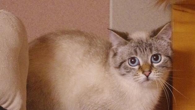 Siammix "Sky" wurde pl&ouml;tzlich obdachlos