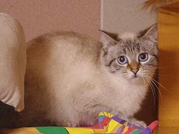 Siammix "Sky" wurde plötzlich obdachlos