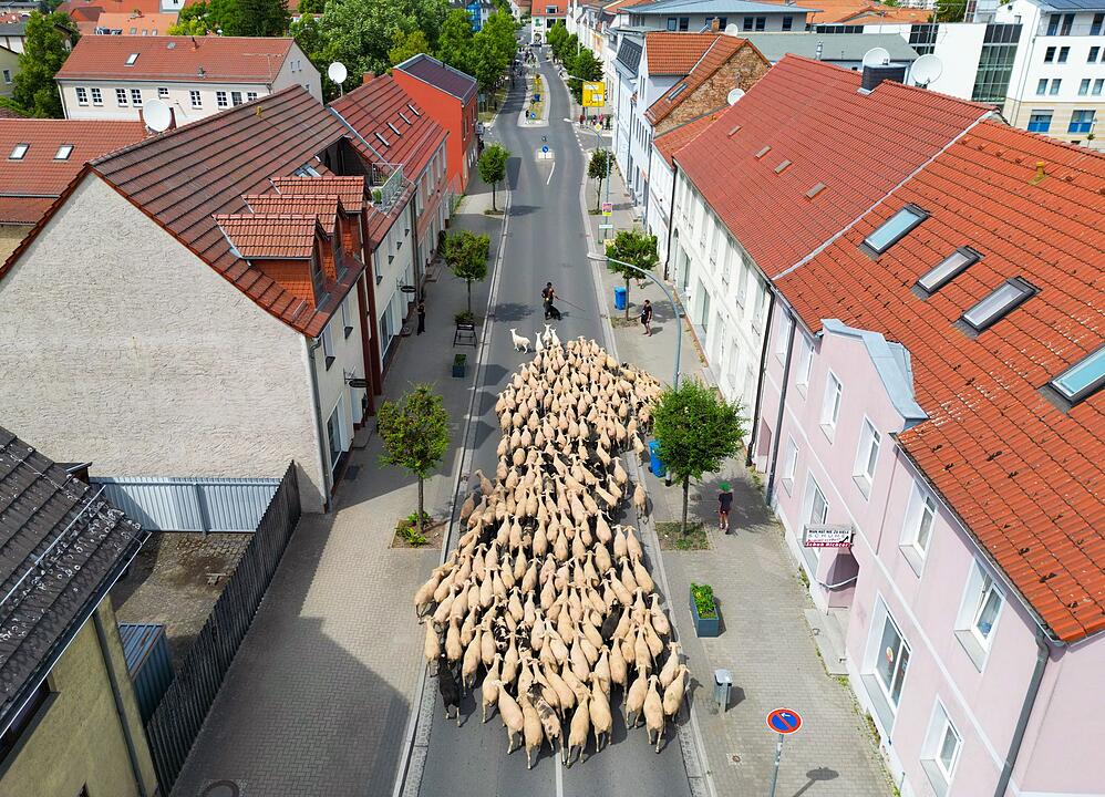Schafzuchtverband startet Hirtenjahr
