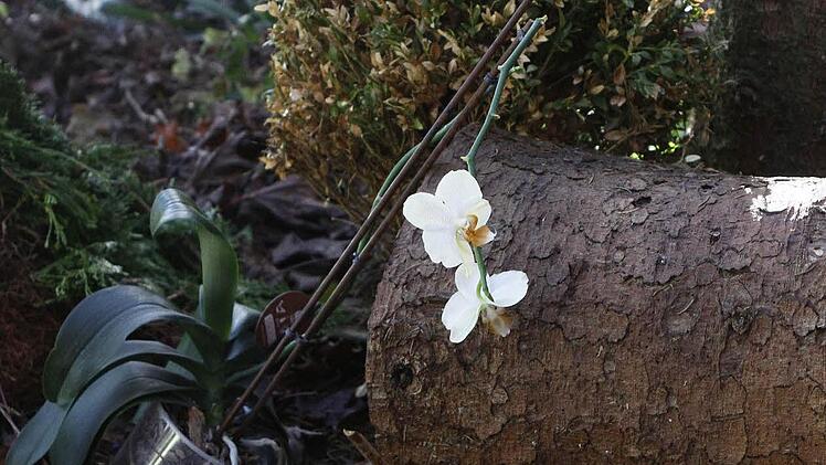 Unbekannte  haben in dieser Fichtenschonung haufenweise Gartenabfälle  im Wald entsorgt.  Foto: Nützel