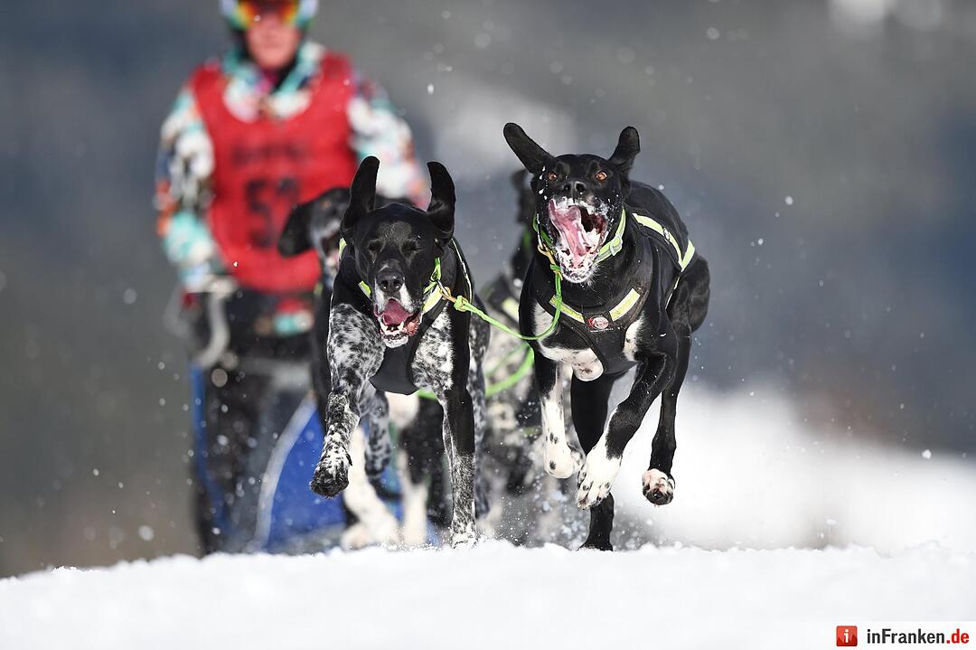 Schlittenhunderennen in Unterjoch
