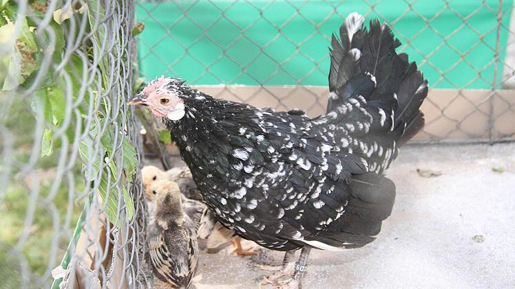 Das schwarz-weiße Bantam-Hühnchen suchte samt Küken ein neues Zuhause. Foto: Sonja Adam
