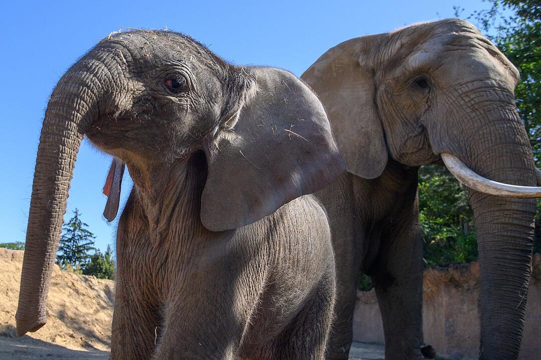 Elefantennachwuchs im Zoo Magdeburg