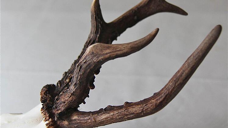 Ein Unikat ist diese Rehtrophäe: Dem Gehörn wuchs eine dritte Stange.
