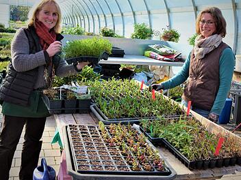 Die Gärtnereien dürfen wieder öffnen. Auf unserem Bild erklärt Renate Kreul (links) ihrer Auszubildenden Sabrina Krause das Essigkraut, das in der Küche bei Salaten, Suppen und Braten Verwendung findet.  Foto: Werner Reißaus