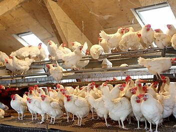 Wegen der Geflügelpest herrsht Stallpflicht für Hühner. Foto: Roland Weihrauch, dpa