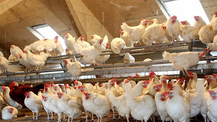 Wegen der Geflügelpest herrsht Stallpflicht für Hühner. Foto: Roland Weihrauch, dpa