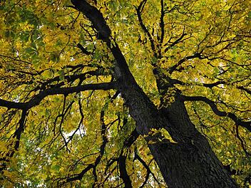 Wird der Steigerwald zum Nationalpark? Foto: Waldemar Wiederer