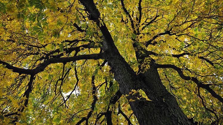 Wird der Steigerwald zum Nationalpark? Foto: Waldemar Wiederer
