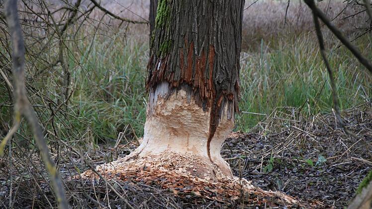 Bilder von der Teichanlage des ASV Hammelburg oberhalb von Obereschenbach. Foto: Ralf Ruppert