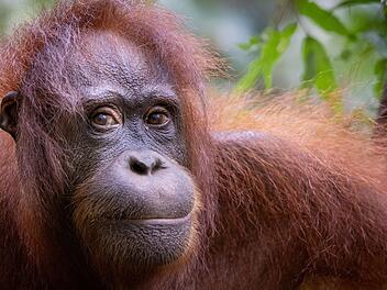 Orang-Utans leben haupts&auml;chlich auf Borneo. Ihre Gene stimmen bis zu 98 Prozent mit denen des Menschen &uuml;berein.