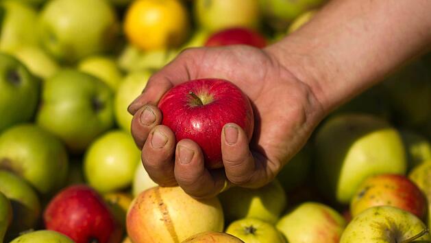 Äpfel unterstützen den Körper bei der Entschlackung und der Entgiftung. Foto: Arno Burgi/dpa