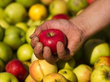 Äpfel unterstützen den Körper bei der Entschlackung und der Entgiftung. Foto: Arno Burgi/dpa