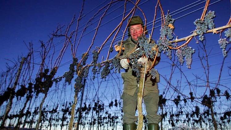 Weinlese in den frühen Morgenstunden. Symbolbild:  Patrick Seeger dpa/lsw