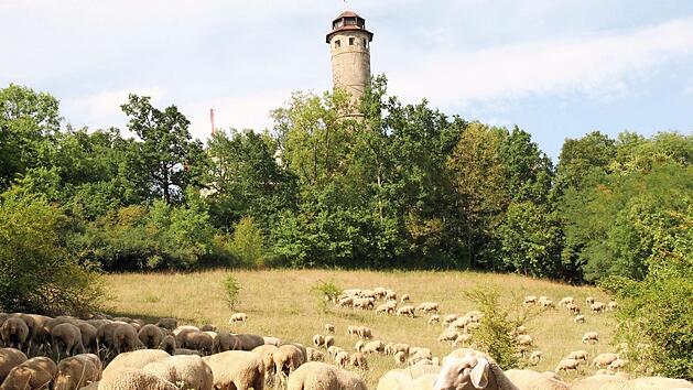 Die artenreichen Magerwiesen an der Altenburg sind eines der Natura-2000-Gebiete. Foto: Brigitte Pfister