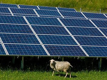 Ob es Freiluft-Fotovoltaik bei Oberleichterbach geben wird, klärt ein Bürgerentscheid. Das Bild entstand in Durach, wo Schafe ein solches Kraftwerk beweiden. Foto: Ralf Lienert