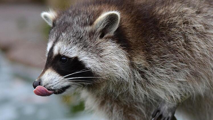 Kann es ein Waschbär mit einem Saubären aufnehmen? Foto: dpa/Uwe Zucchi