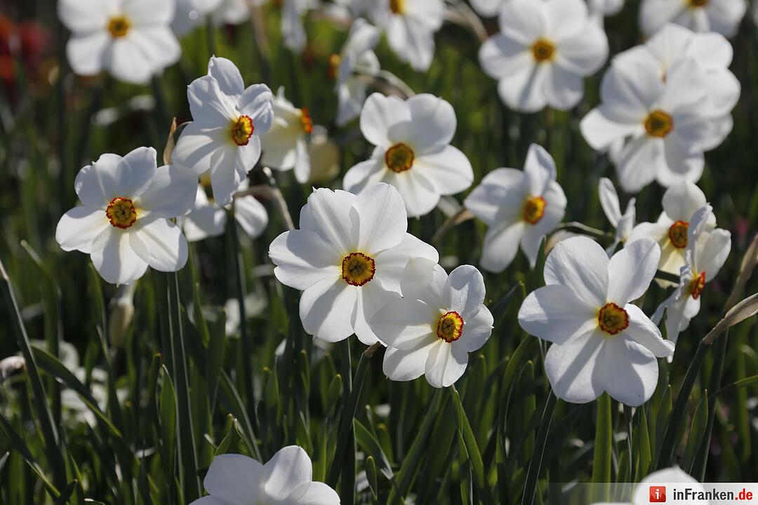 Blumen und mehr: Die Landegartenschau 2016 Bayreuth