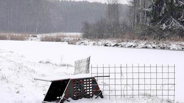 Mit Äpfeln als Köder versucht Erwin Höps, die Biber lebend zu fangen.
