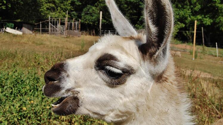 Norberg erkennt man an seinen Pausbäckchen. Foto: Sigistmund von Dobschütz