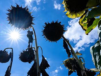Heiß und trocken, so war der Sommer 2022. Und in Bad Kissingen regnete es bayernweit am wenigsten. Foto: Sven Hoppe/dpa