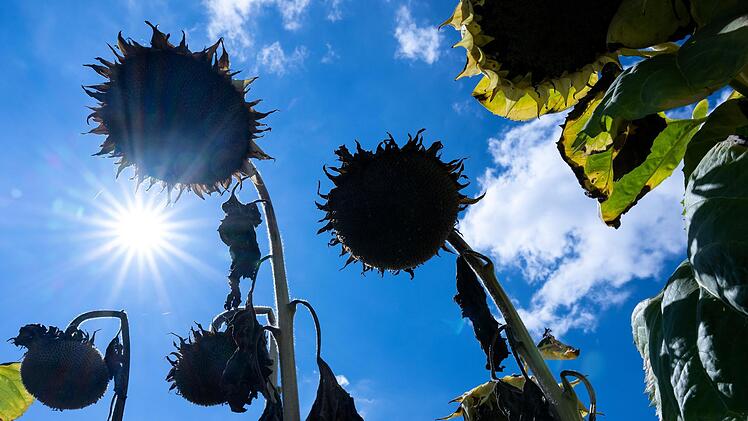 Heiß und trocken, so war der Sommer 2022. Und in Bad Kissingen regnete es bayernweit am wenigsten. Foto: Sven Hoppe/dpa