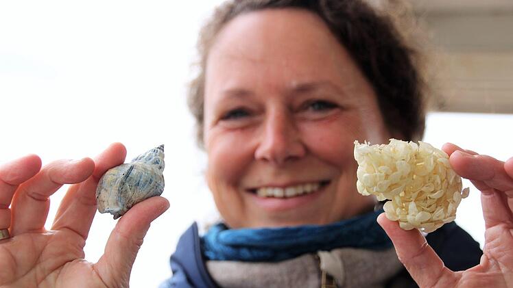 Elisabeth von Meltzer und ihr Mann Peter Kube verbringen oft mehrere Wochen im Jahr in der Nationalpark-Station Schafberg auf der Hamburger Hallig. Hier zeigt Elisabeth eine Wellhornschnecke und deren Eihüllen.Diana Fuchs